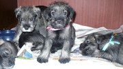 Щенки Миттельшнауцер