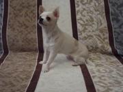 Элитный щенок чихуахуа