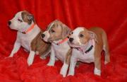 Перспективние щенки Стаффордширского Терьера.