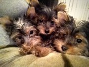 Ценки йоркширского терьера. 4 месяца.