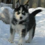 продам щенков сибирских хаски