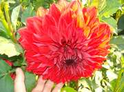 гофрированые гладиолусы и крупноцветковые георгины (клубни) с марта