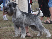 Щенки миттельшнауцера