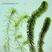 водоросли Лагаросифон мадагаскарский