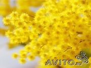 Продаю мимозу к 8 марту