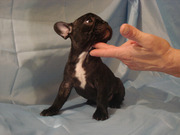 Щенки французского бульдога в Одессе