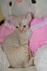 Котята девон-рекс