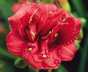 Декоративные растения для сада