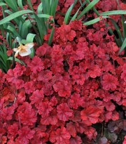 Декоративные растения для открытого грунта