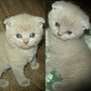 Продам котят, шотландцев и британских