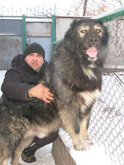 кавказская овчарка