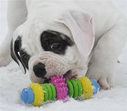 Щенки американского бульдога