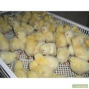 Суточные цыплята бройлера РОСС-308 оптом