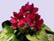 Коллекция фиалок