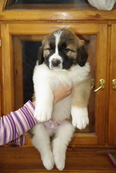 Продаются щенки московской сторожевой