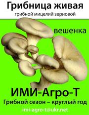 Мицелий грибной зерновой и на брусочках