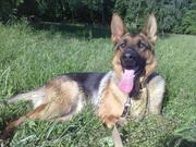 Продам щенка немецкой овчарки.