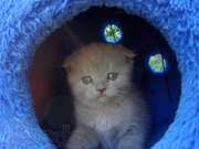 Шотландский  вислоухий котенок.
