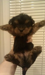 элитные йорки из питомника Виолини