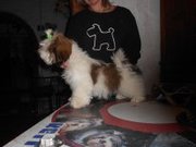 щенки ши-тцу. девочки