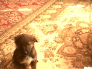 злая собака порода дворняжка