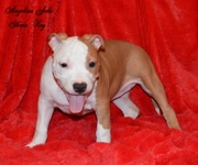 Выстовачный щенок Мальчик Американский Стаффордширский Терьер., Киев
