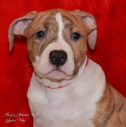 Элитные щенки Американского Стаффордширского Терьера.