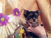 Йоркширские терьеры мальчики