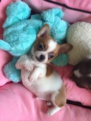 Мальчик чихуахуа( питомник)
