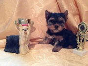 Щенки йорки