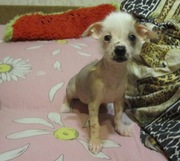 Китайская голая хохлатая собака! Красивые, здоровые щенки!