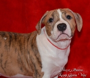 Продам щенков амстаффа .щенки американского стаффордширского терьера