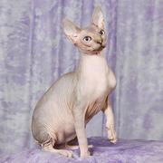 Домашний покровитель - Канадский Сфинкс