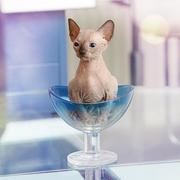 Кто сказал, что счастье нельзя потрогать? Можно! С Канадским Сфинксом