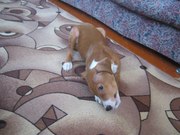 Срочно отдам в хорошие руки