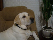 щенки лабрадора ретривера. c чемпионской родословной .