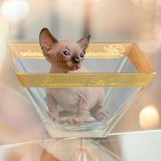 Счастье и радость в вашем доме с Канадским Сфинксом