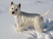 Вязка Вест Хайленд Терьер / West Highland White Terrier / Вести