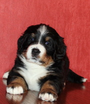 Щеночки Бернского зенненхунда