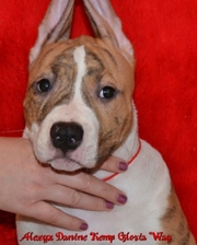 Высокопороднные девочки и ам.стафф.терьера!