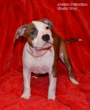 АСТ. Щенки Американского Стаффордширского Терьера