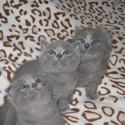 Предлагаю красивейших котят