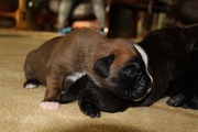 Продам щенков немецкого боксера