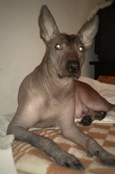 щенки ксолоитцкуинтли мексиканская голая