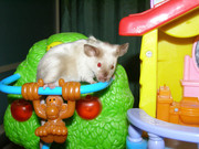 Сиамская мышь