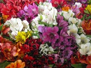 Предлагаем Оптом круглый год Альстромерию (Альстрёмерия)