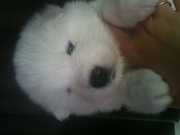 Щенок самоедской лайки