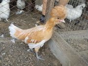 Продаю падуанов