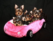 Подарок любимым девушкам к 8 марта