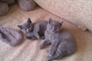 Котята Шотландские прямоухие